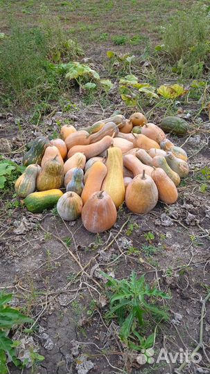 Продаю сладкую тыкву