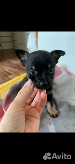 Той-терьер щенки