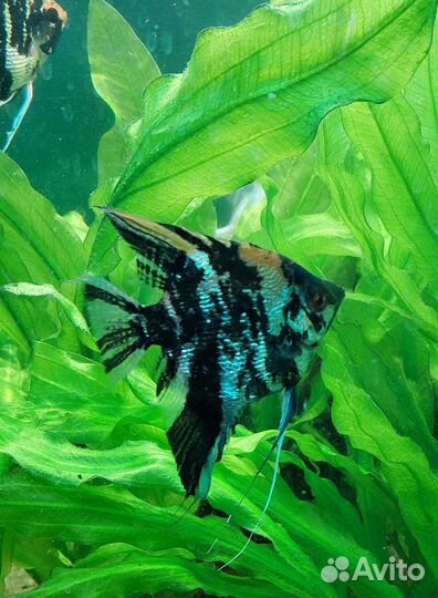 Скалярии, анциструсы