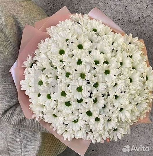 Хризантема Цветы Доставка