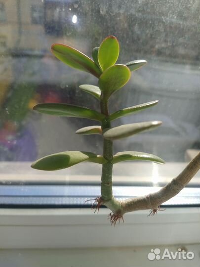 Толстянка, гибискус