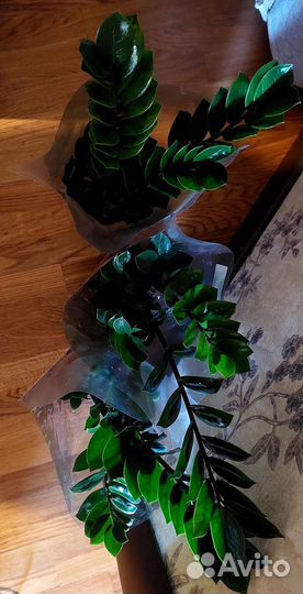 Замиокулькас