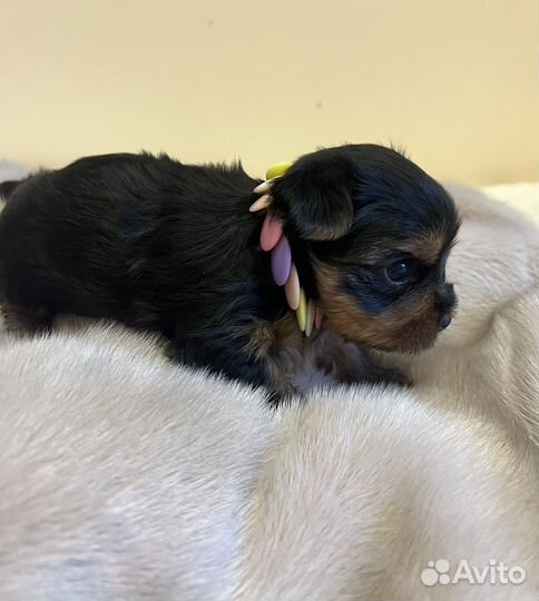 Йоркширский терьер щенки