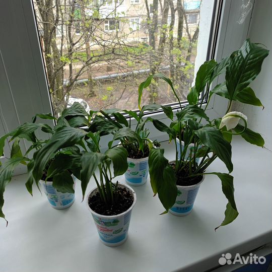 Цветок Спатифиллум