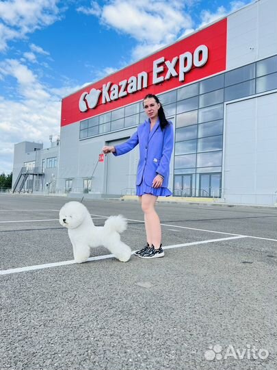 Бишон фризе вязка