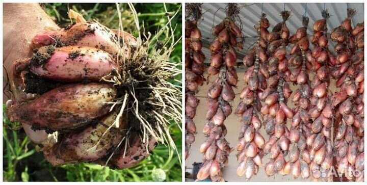 Сорокозубка лук семейный на посадку