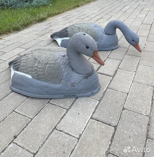 Подсадные гуси