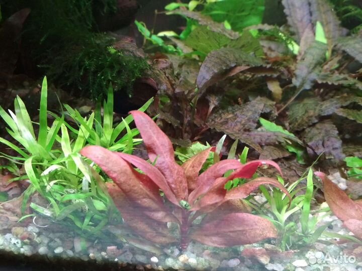 Аквариумные растения