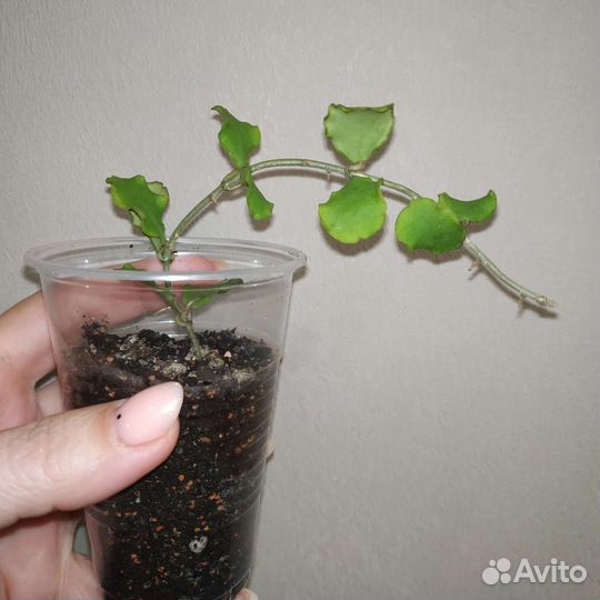 Хойя Каньякумариана