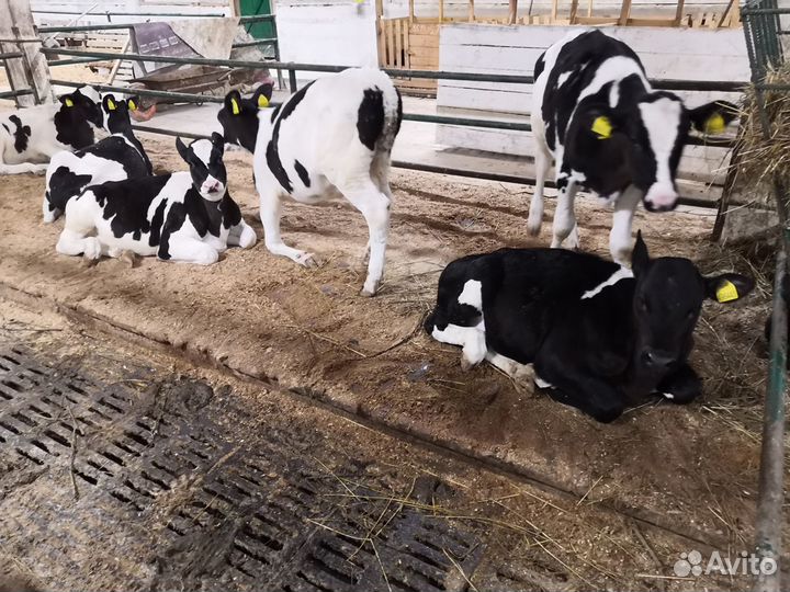 Бычки Телята