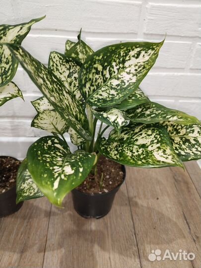 Аглаонема ферст даймонд комнатные растения цветы