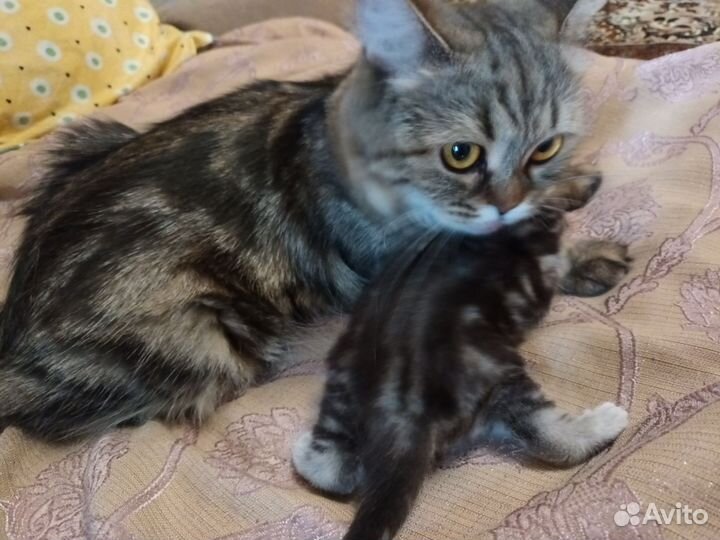 Шотландская вислоухая кошка