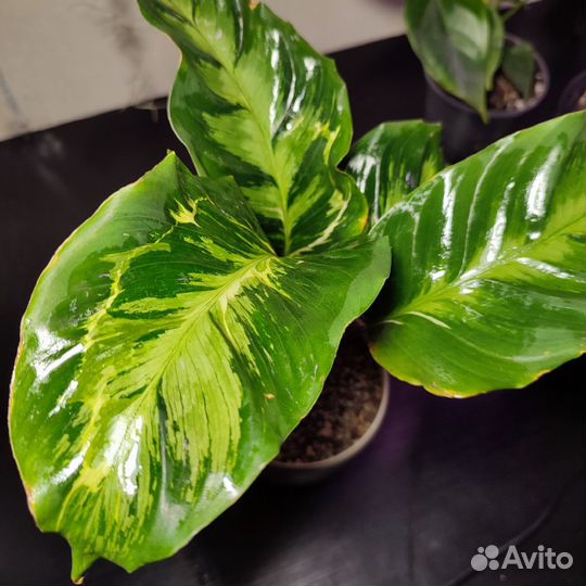 Калатеи разные сорта