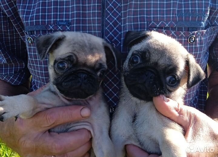 Щенки мопсики