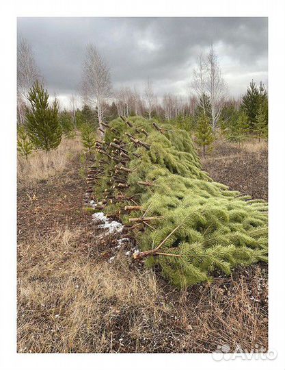 Сосна, ель, пихта, лапник