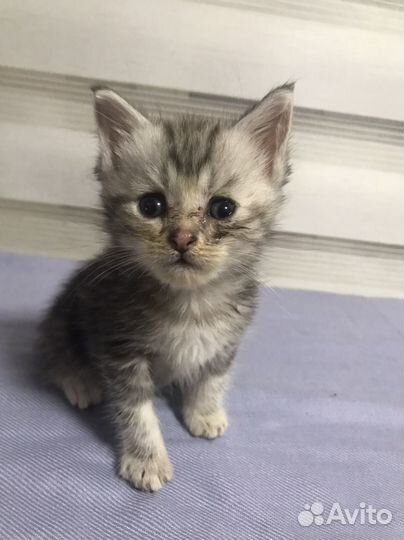 Кошка
