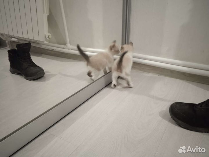 Кошка в дар бесплатно