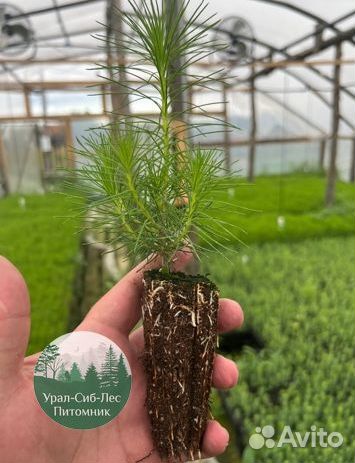 Зкс и окс Сосна Ель Лиственница сеянцы Голуб горн
