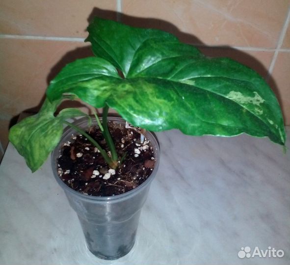 Сингониум,Кислица мартианская, джиаонгуланг