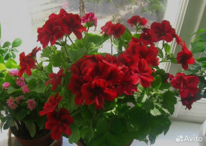 Пеларгония королевская герань сортовая