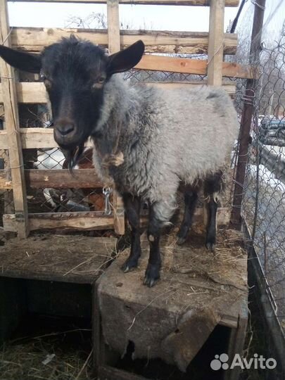 Козочки козы