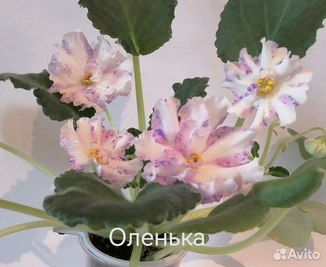 Детки фиалок