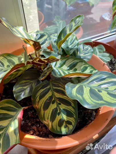 Калатея Макоя (Макояна )