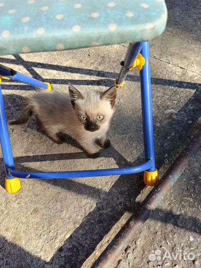 Котёнок. Девочка