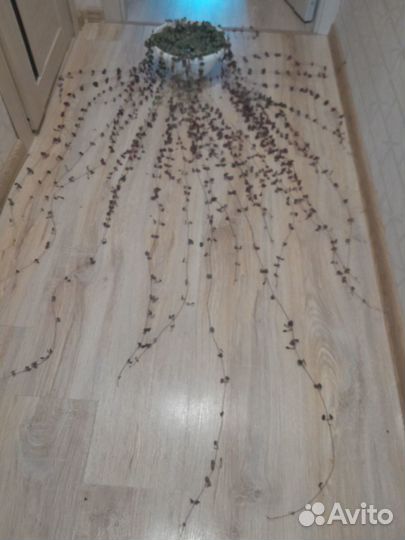 Церопегия вуда