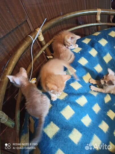 Котята метисы