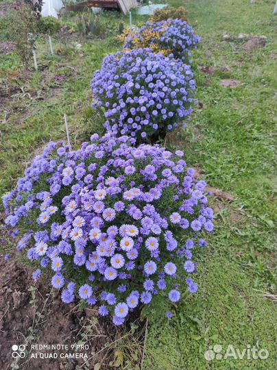 Астра Блю Лагун