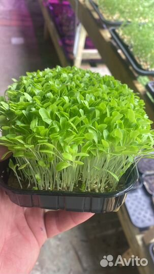 Микрозелень