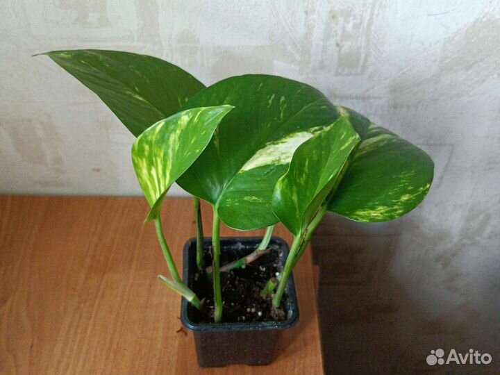 Эпипремнум золотистый