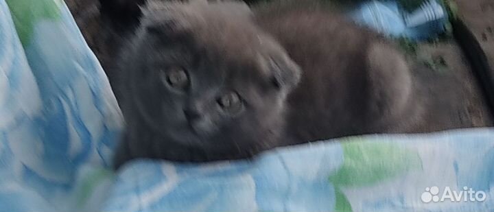 Британские вислоухие котята бесплатно