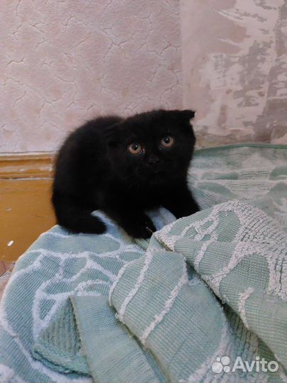 Шотландская вислоухая