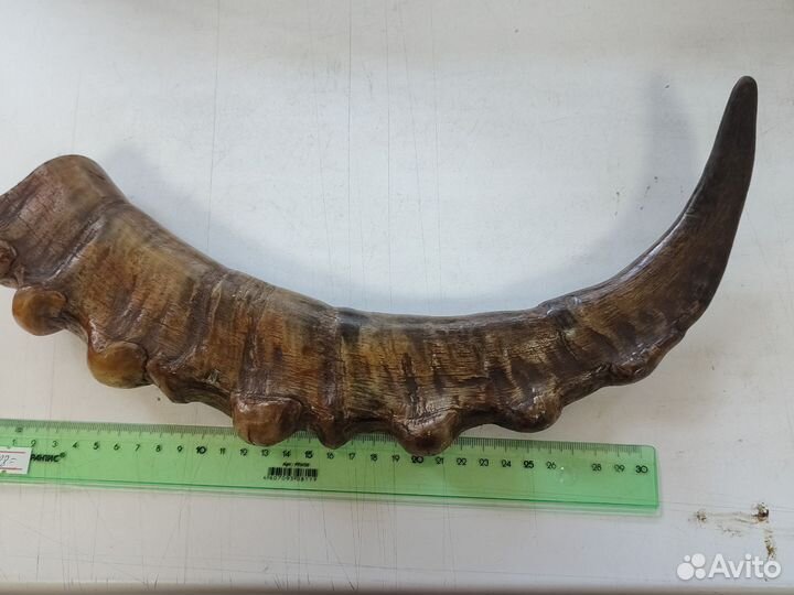 Рога горного козла