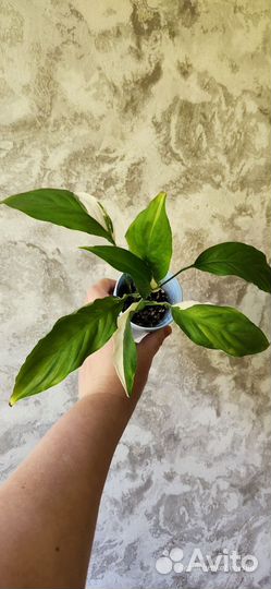 Спатифиллум Пикассо