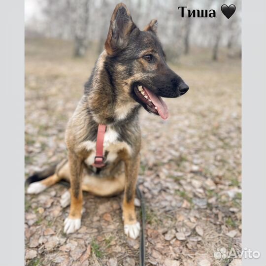 Очаровательна малышка Тиша из приюта