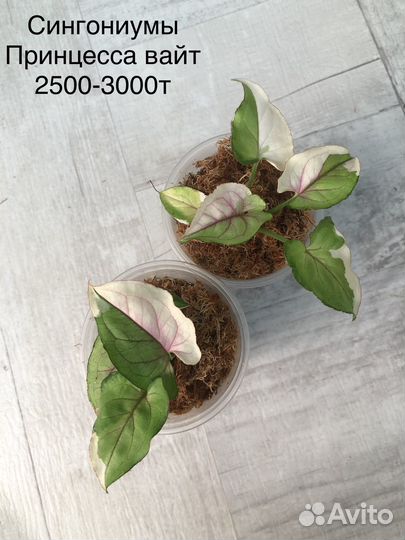 Сингониумы