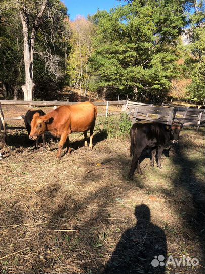 Коровы и бычки