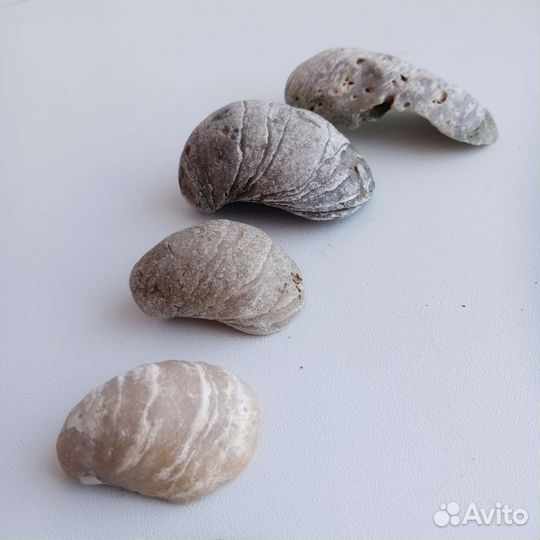 Окаменелости