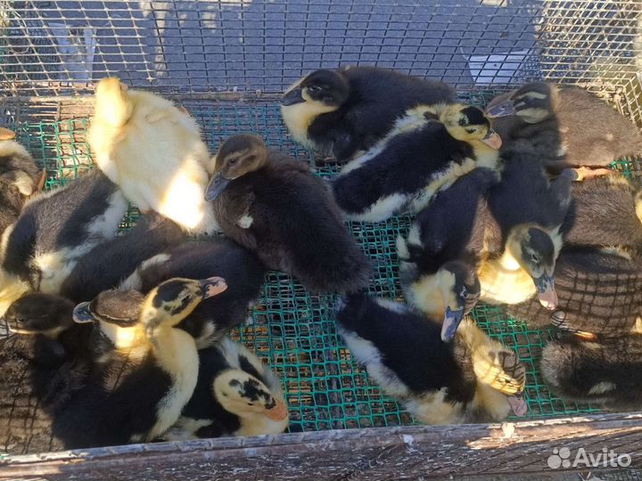 Утята Стар53 Башкирские Агидель Мулард