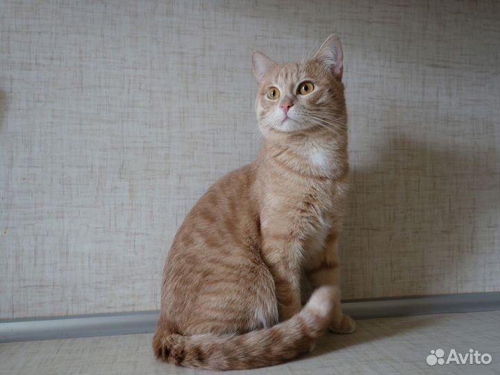 Лучик ищет дом