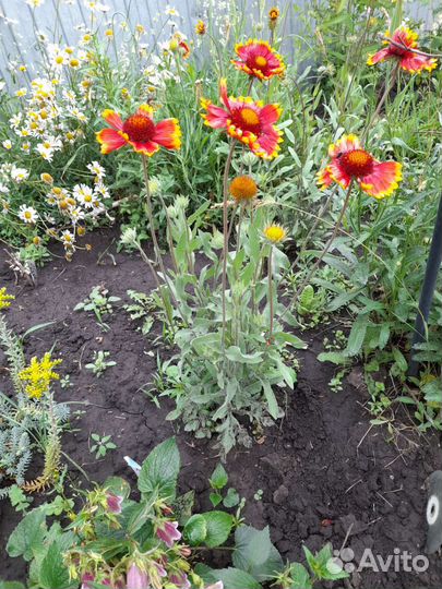 Жасмин и очиток