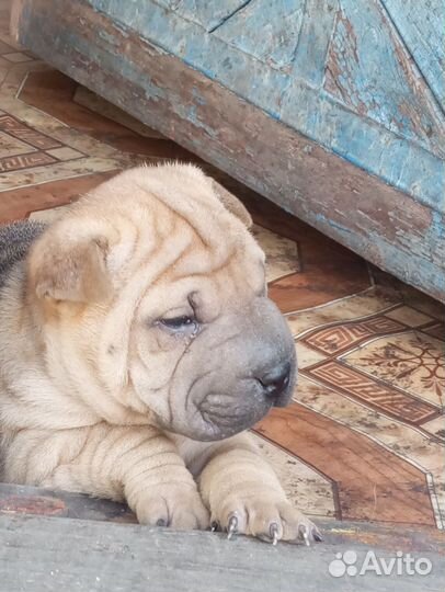 Собаки щенки шарпей