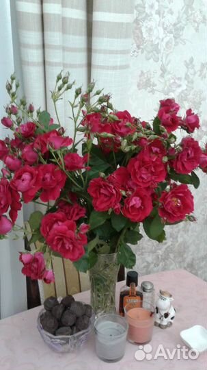 Роза плетистая красная Гранд Отель и Ясмина