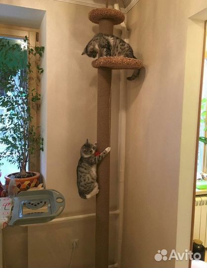 Когтеточка 