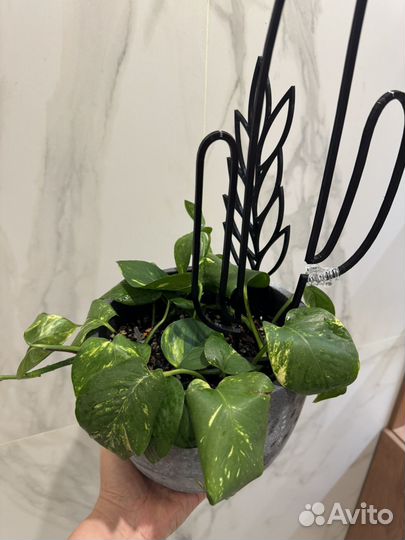 Эпипремнум