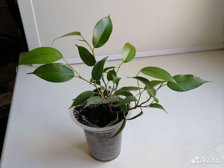 Комнатные растения фикус