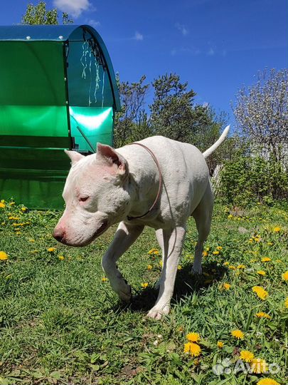 Питбуль кобель